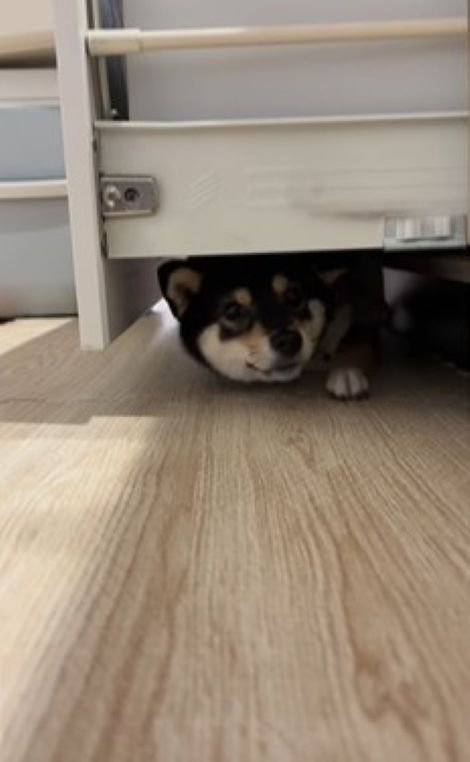 隙間に入ろうとする千幸ちゃん9