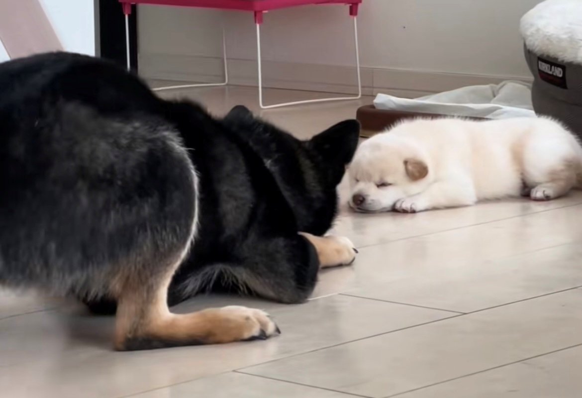 あと少しの距離までにじり寄った犬