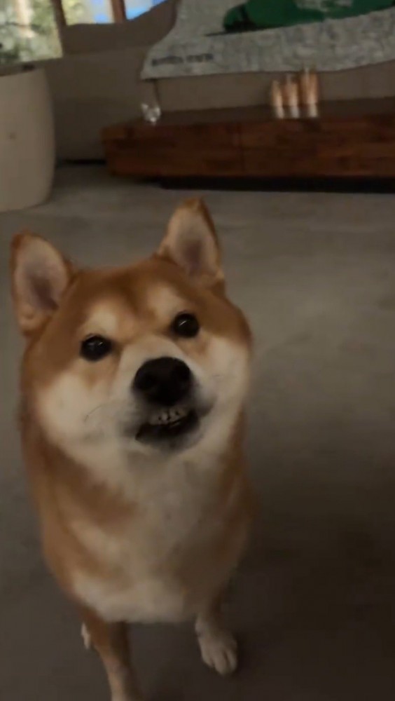 飼い主の前で立ち止まる犬