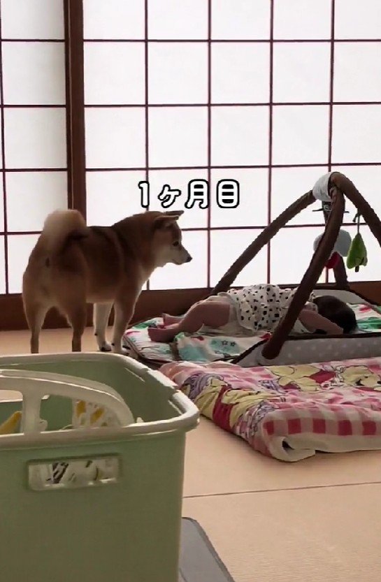 様子を観察するように