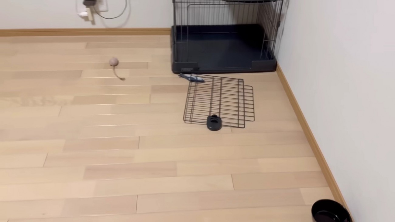 ケージも壊しちゃう！！