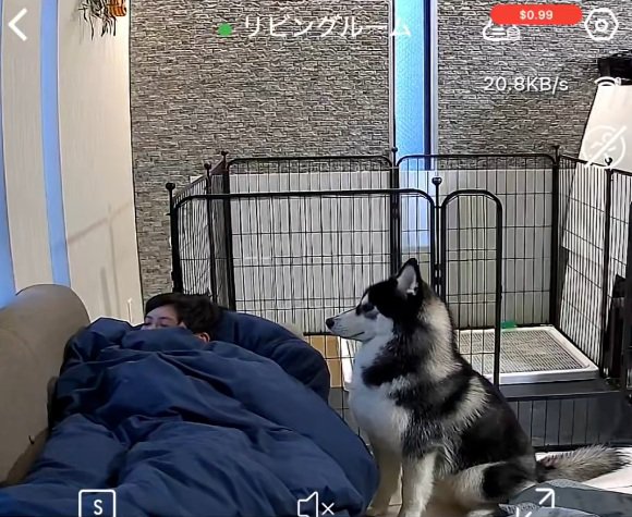 息子さんをガン見するアイスくん