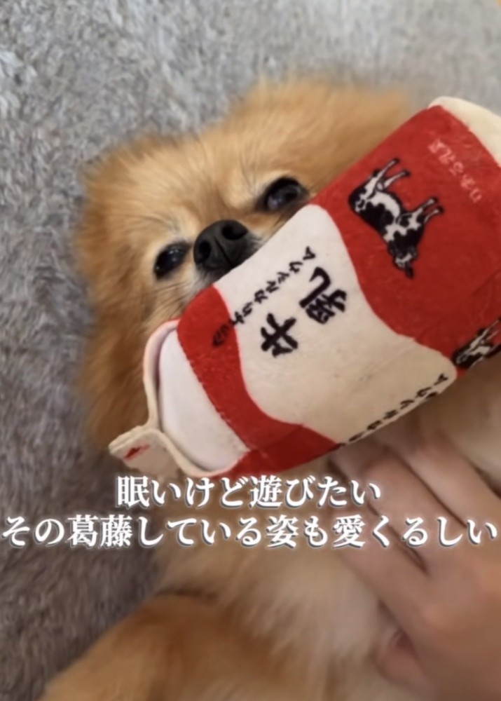牛乳のおもちゃを咥えながらウトウトする犬