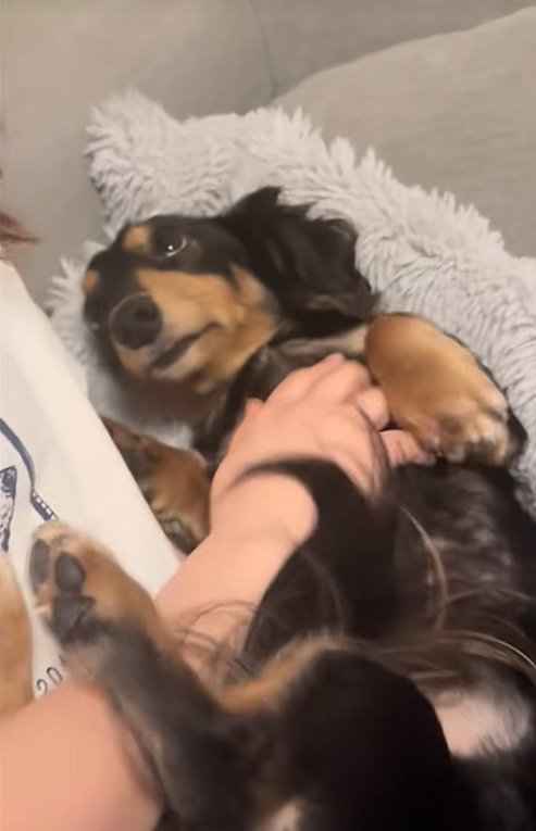 飼い主の友人を上目遣いで見つめる小型犬
