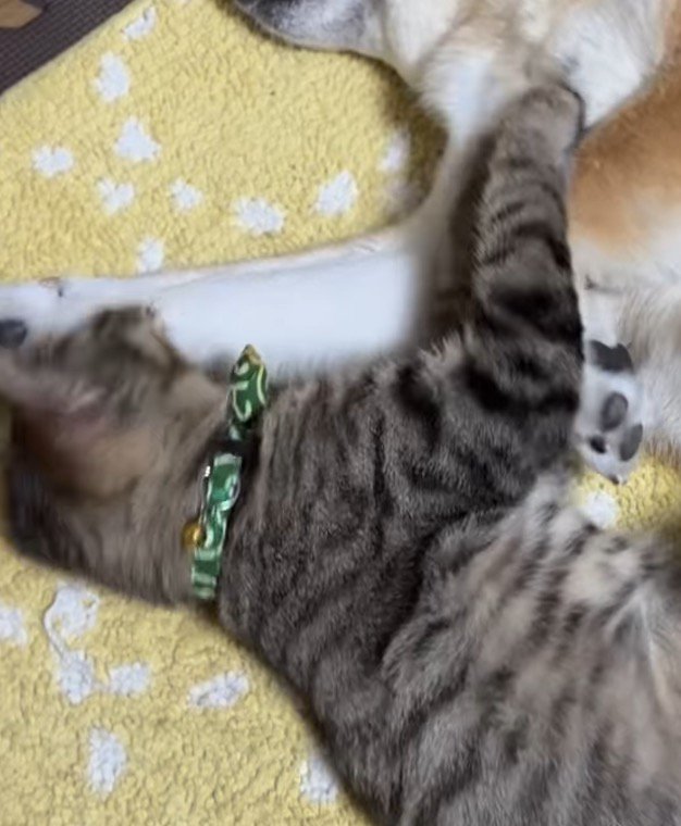 犬の近くに寝転がる猫