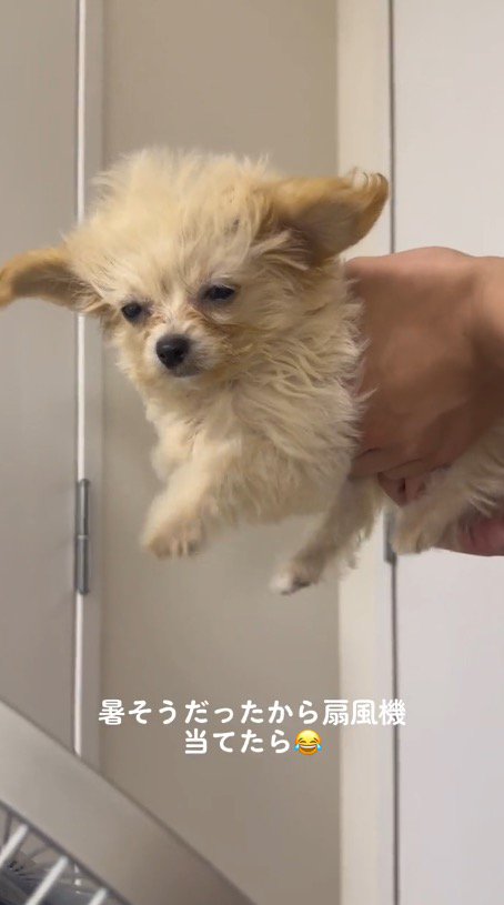 扇風機の風に当たる犬
