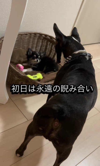 睨み合っていた2匹