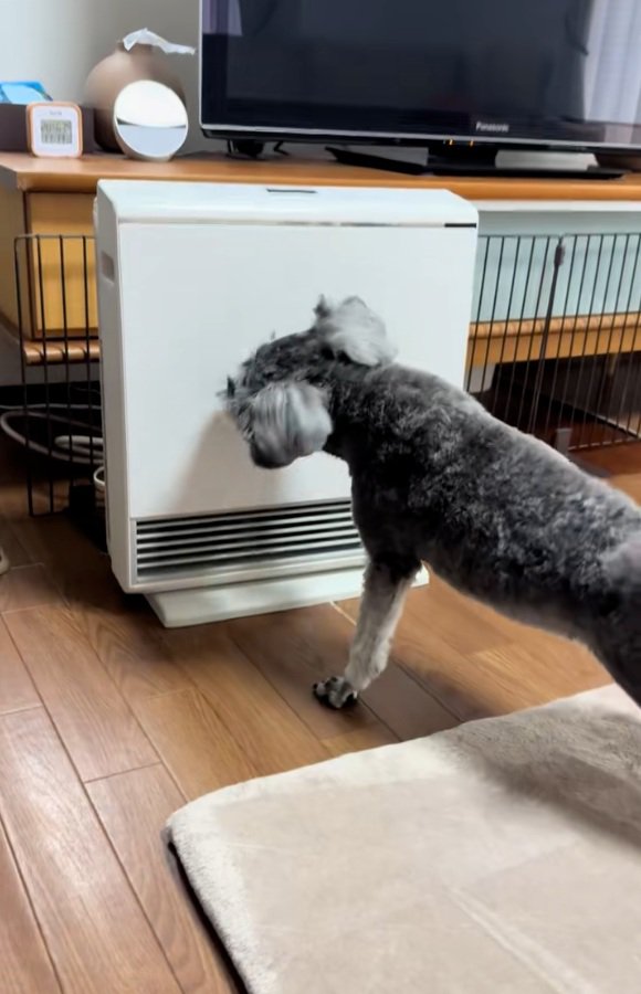 ヒーターの前に踏み出すジュディちゃん