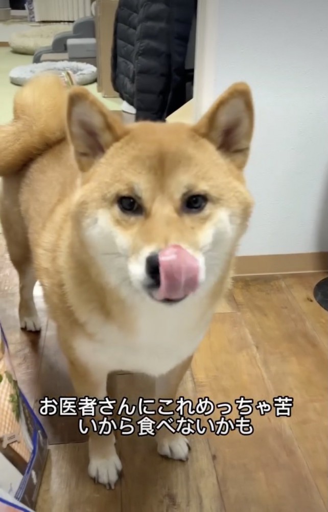 ごんちゃんのペロリ