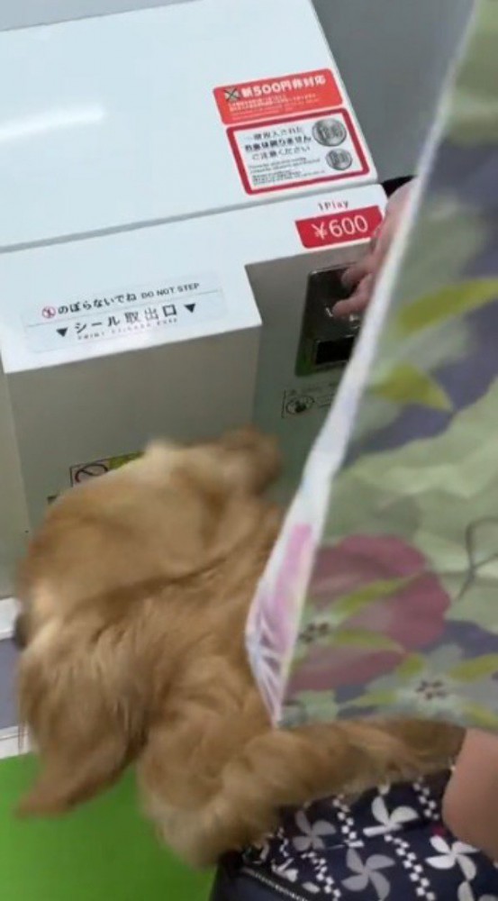 プリクラの機械にお金を入れる飼い主