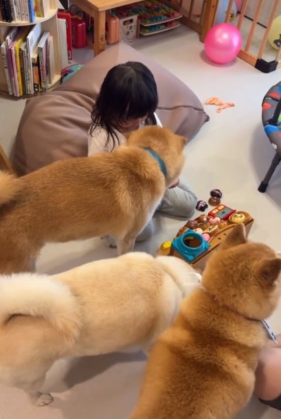 集まってくる柴犬たち
