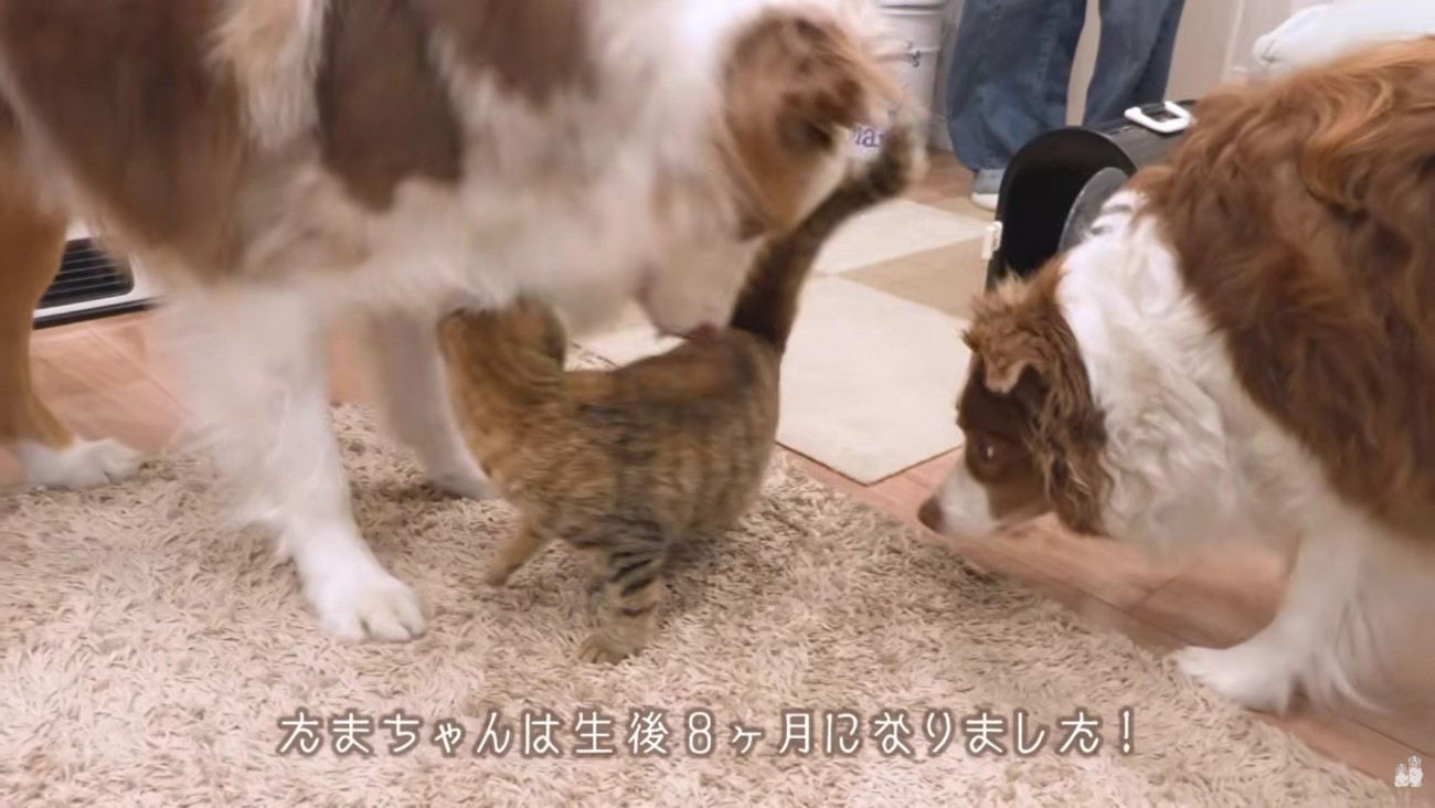 猫ちゃんが遊びに来た♪