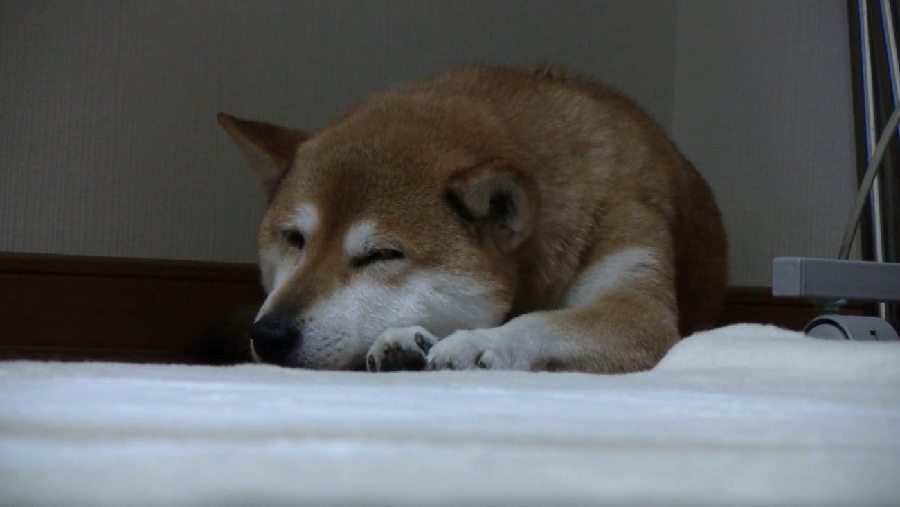 ももちゃん、お疲れさま♡