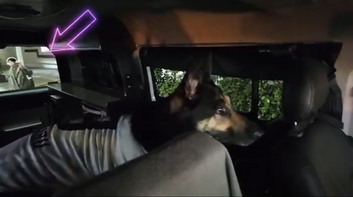 窓の外を見つめる犬