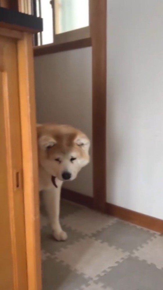 玄関の棚の陰から飼い主を見つめる犬