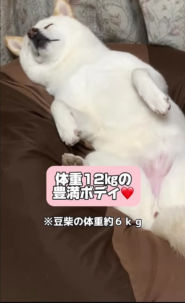 12キロのデカワンコに！！%キロのデカワンコに！！