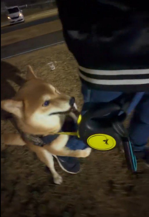 お散歩終了を阻止するはなまる君2