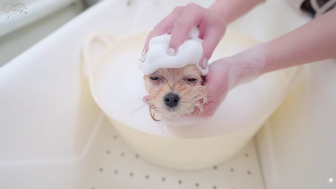 シャンプーもいい気持ち…