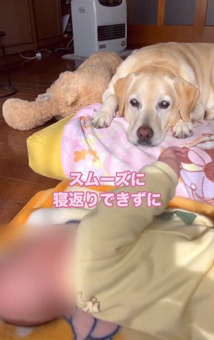 ベルちゃんと赤ちゃん