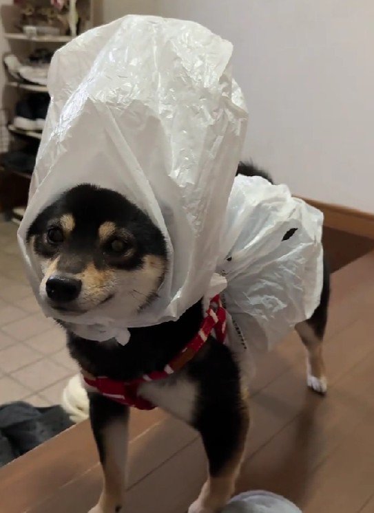 ビニール袋のセパレート！
