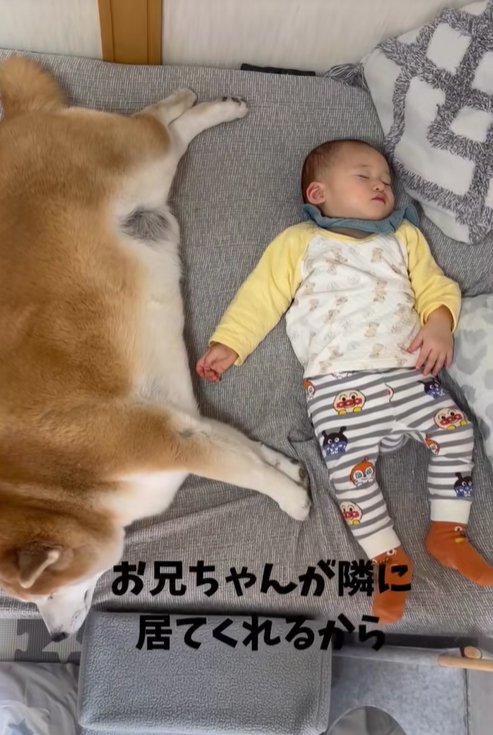 眠る赤ちゃんと柴犬