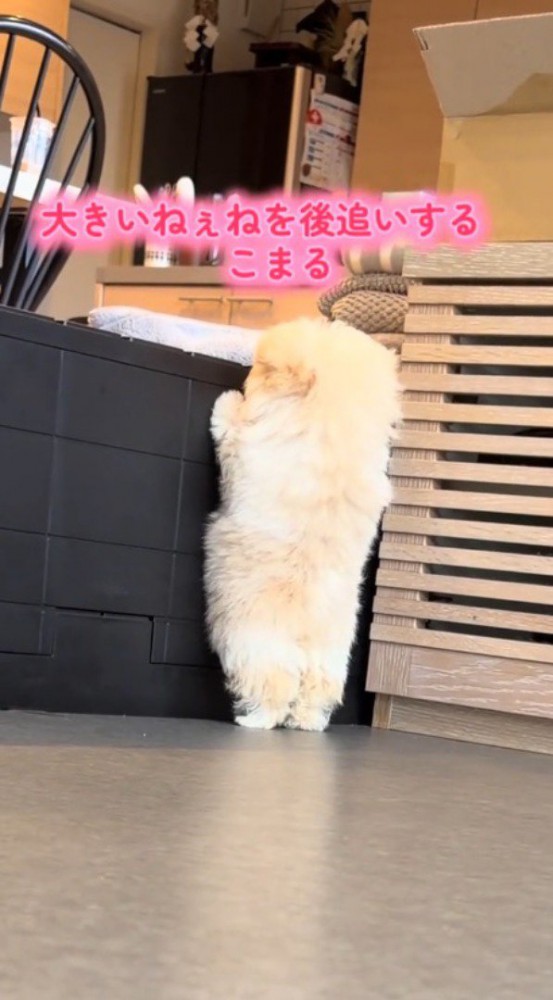 立ち上がって壁の向こう側を見つめる子犬