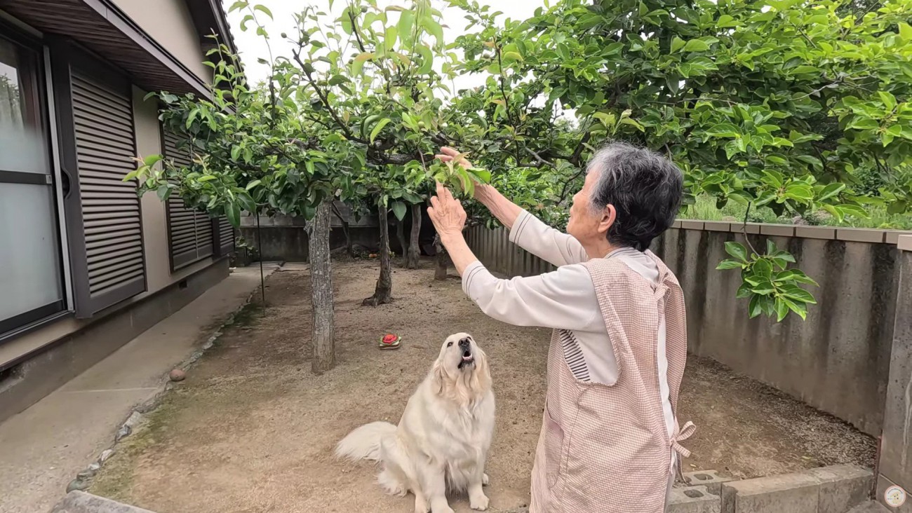 庭の畑を見たり…