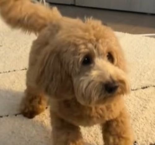 おへそを見たアルくんの反応4