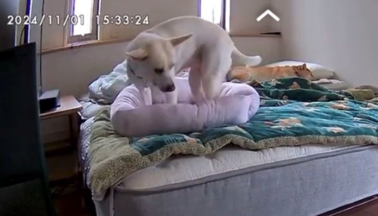 そっとクッションの中に入ろうとする犬