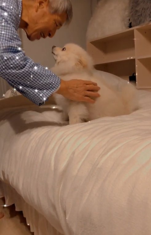 おじいちゃんを見つめる小型犬