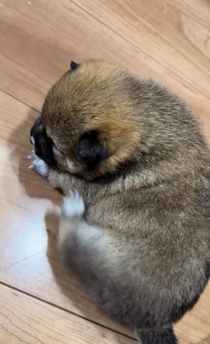 体を掻こうとする赤ちゃん犬