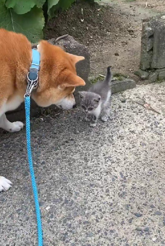 たきちちゃんとご挨拶