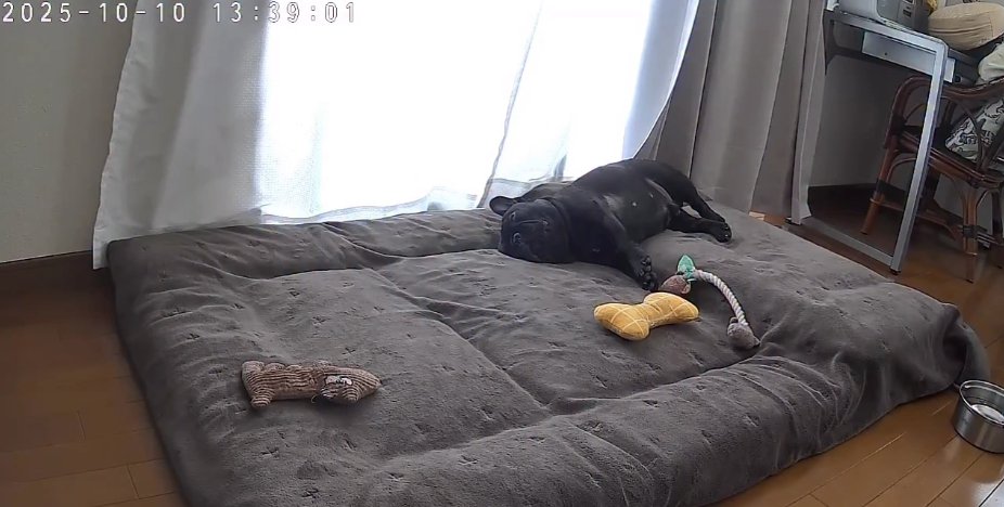 窓際のマットレスで横になって眠るフレンチブルドッグ