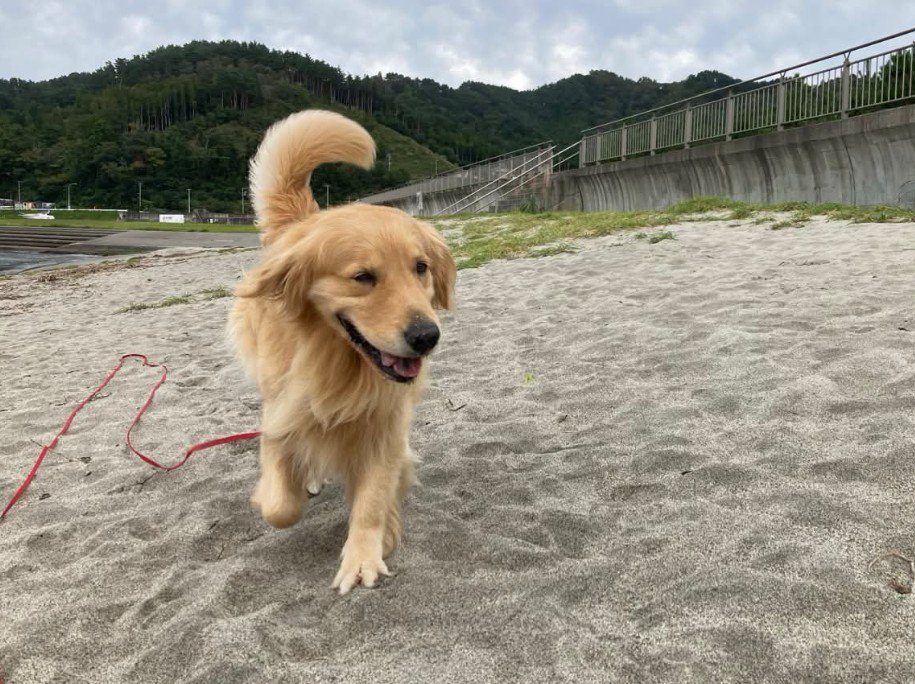 のびのびと働くミッチェルちゃんでした