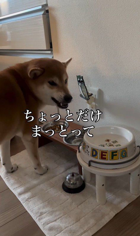 お姉ちゃん帰宅時のけいちゃん7