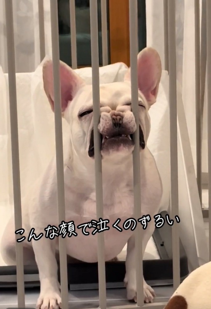 顔を柵に押しつける犬