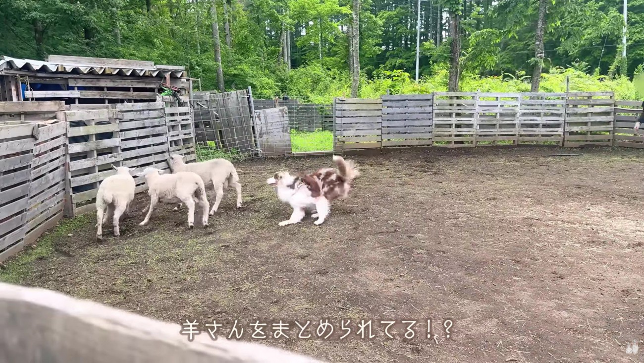 羊たちをコントロールするガルチェロちゃん