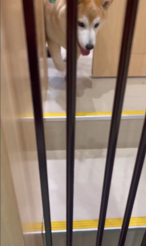 サロンに預けられる豆助座衛門くん8