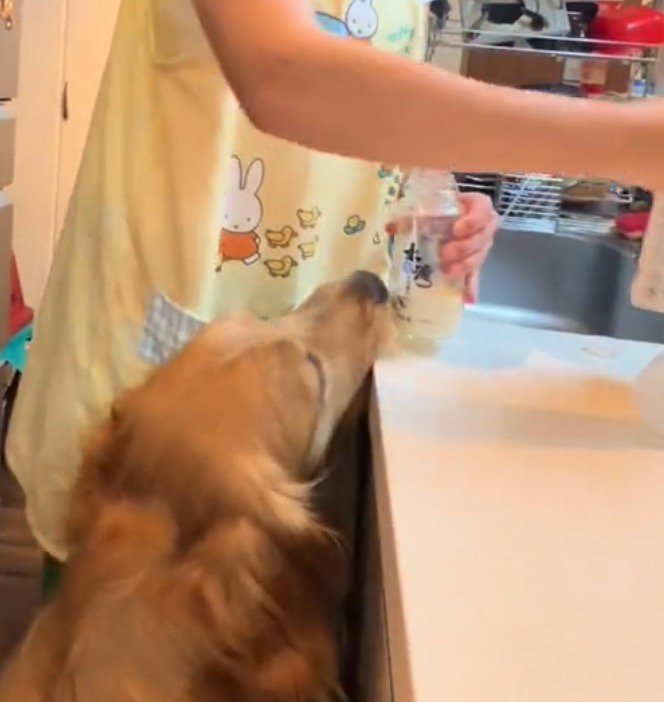 哺乳瓶に顔を近づける犬