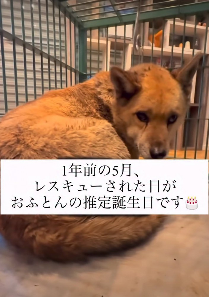 保護された犬