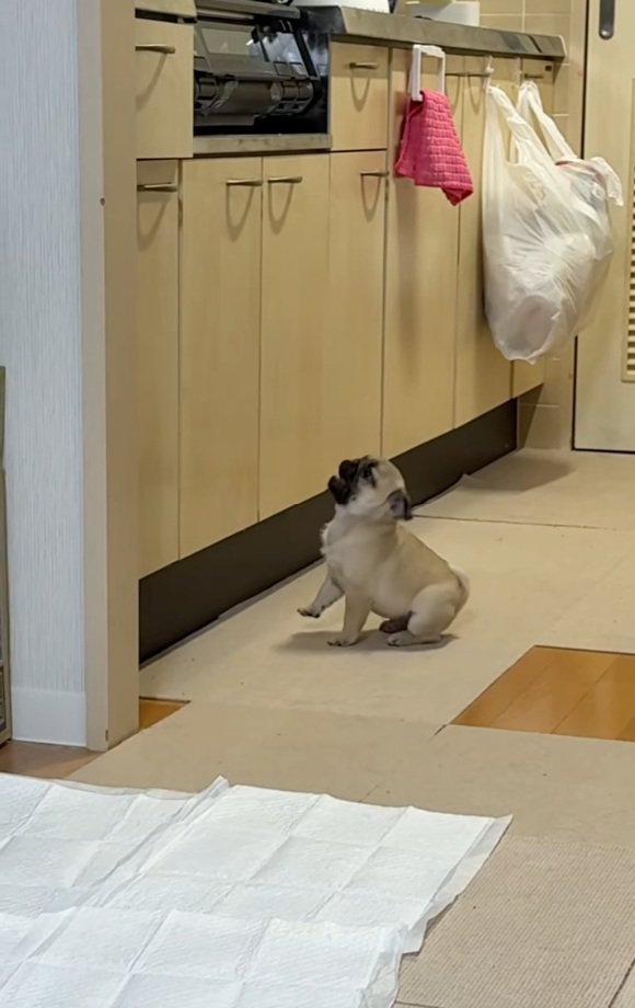 鳴き続けるゴンちゃん