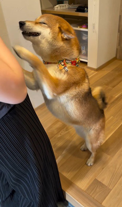 お友達が遊びに来た時のはちちゃん8