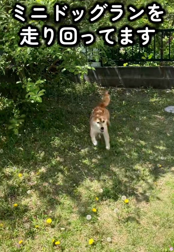 走り回るハルちゃん