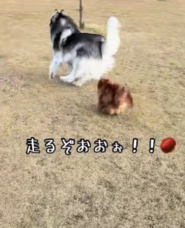 追いかけ回す姿に感嘆！