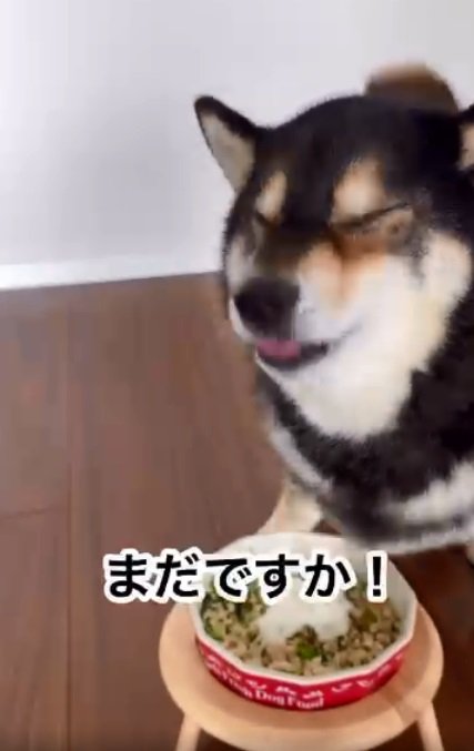 ご飯が食べたいももちゃん