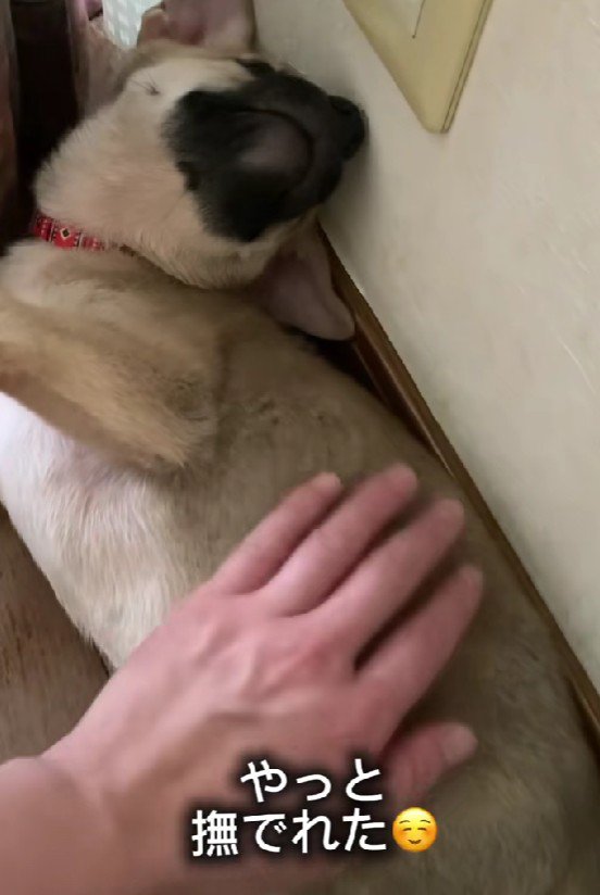 初めて撫でることができた瞬間