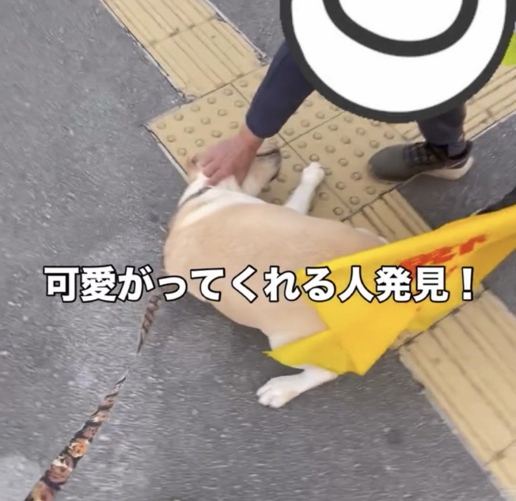 旗のそばで甘える犬
