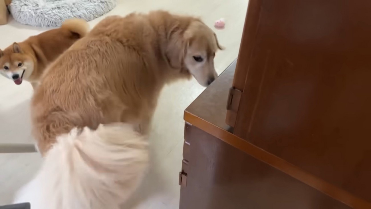 誤解して大喜びの2匹