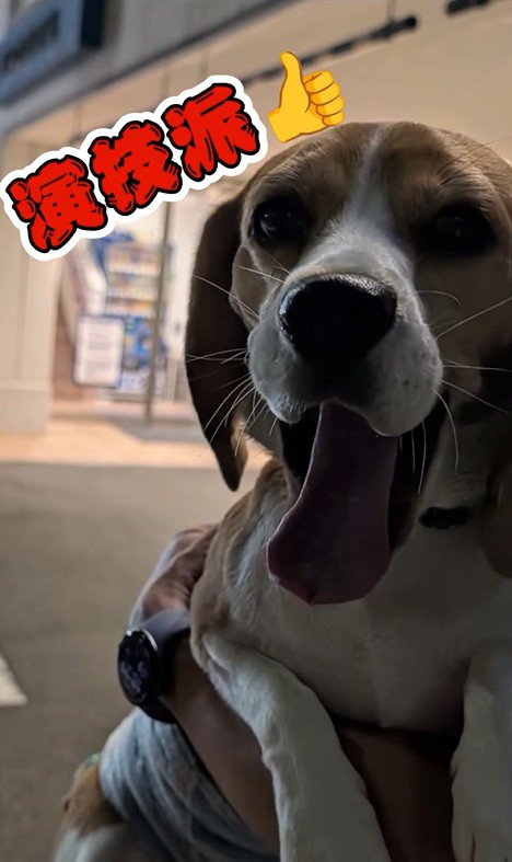 足をかばうこま君9