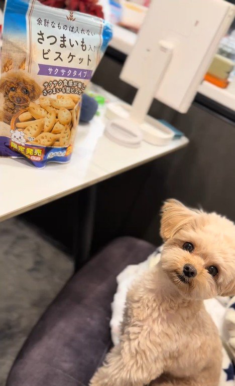 くまちゃんに「おやつほしいの？」と聞いたら